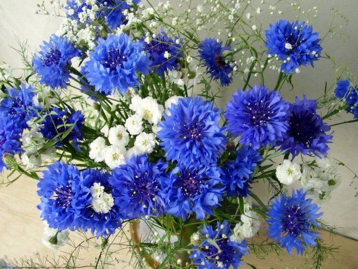 Васильки - оригинал