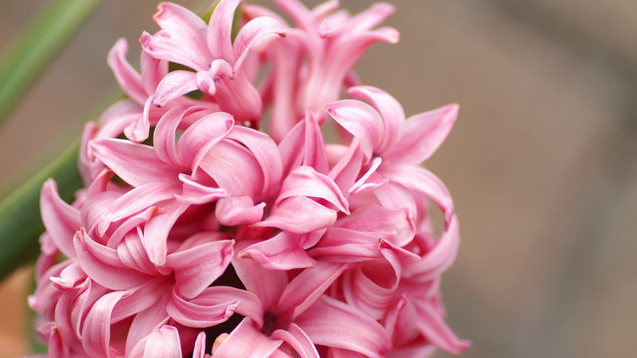 Гіацинт - квіти - оригинал