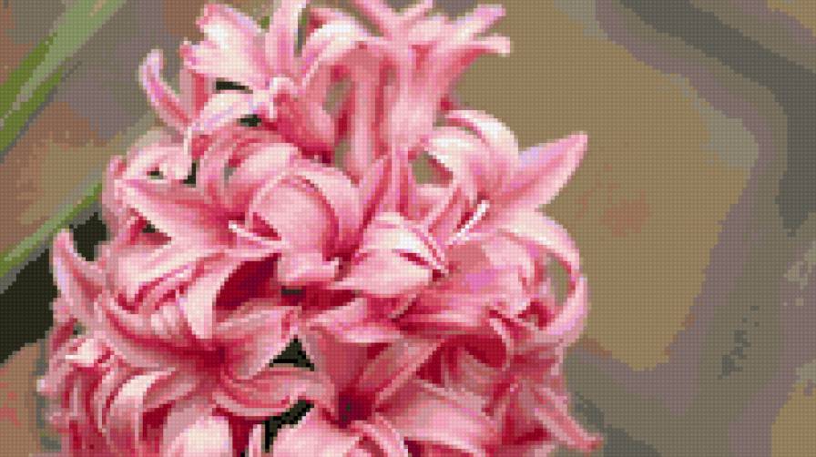 Гіацинт - квіти - предпросмотр