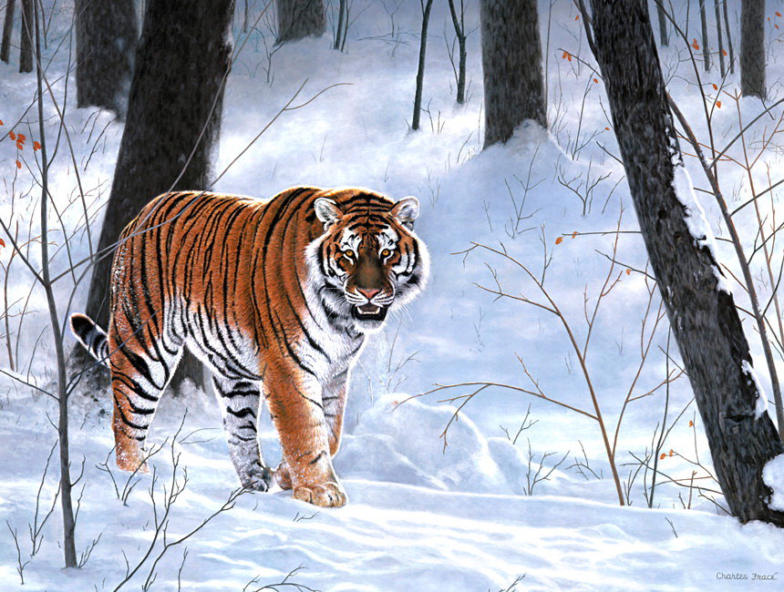 Tygrys - tygrysy - оригинал