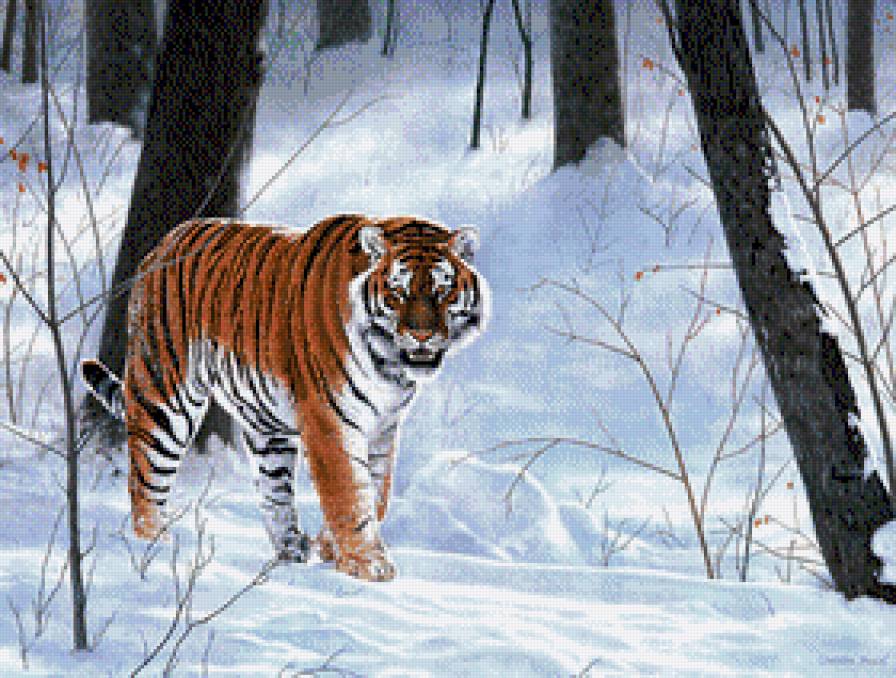 Tygrys - tygrysy - предпросмотр