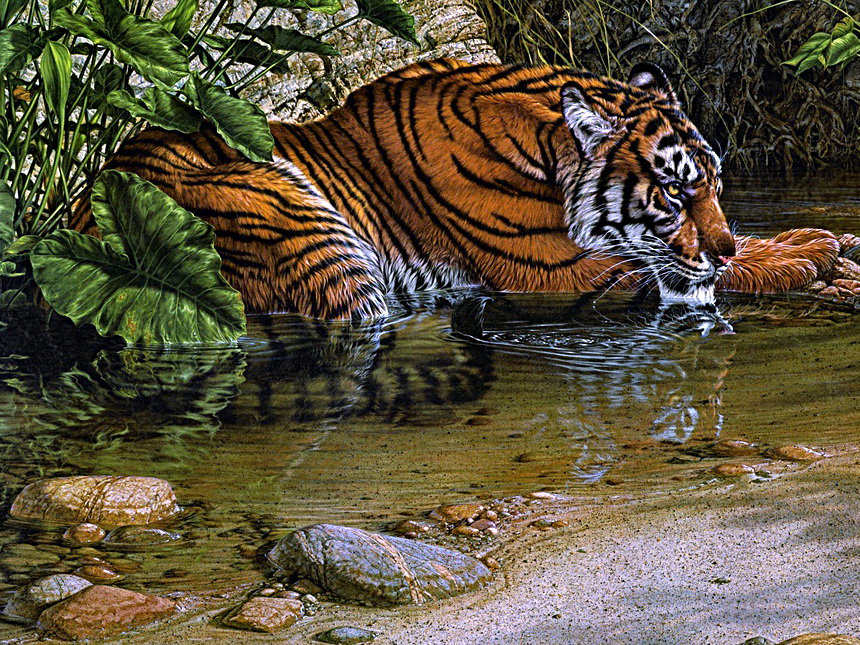 Tygrys - tygrysy - оригинал