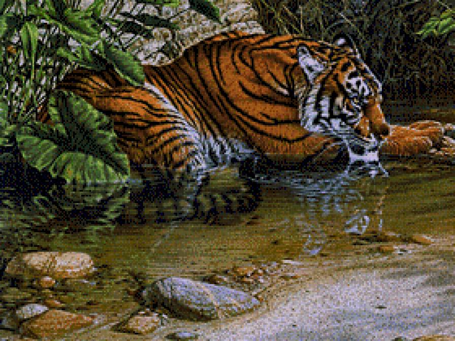 Tygrys - tygrysy - предпросмотр