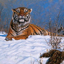 Схема вышивки «Tygrys»