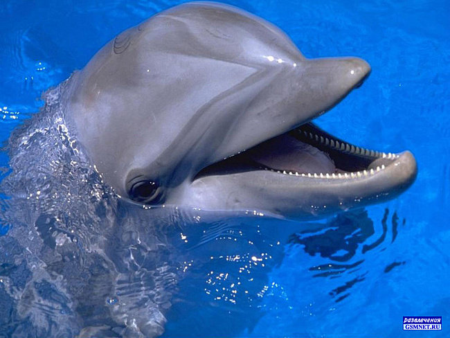 дельфин - дельфины - оригинал