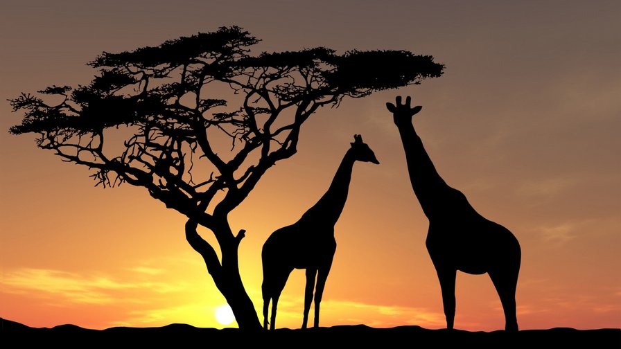 африка - закат, жираф, африка, саванна - оригинал