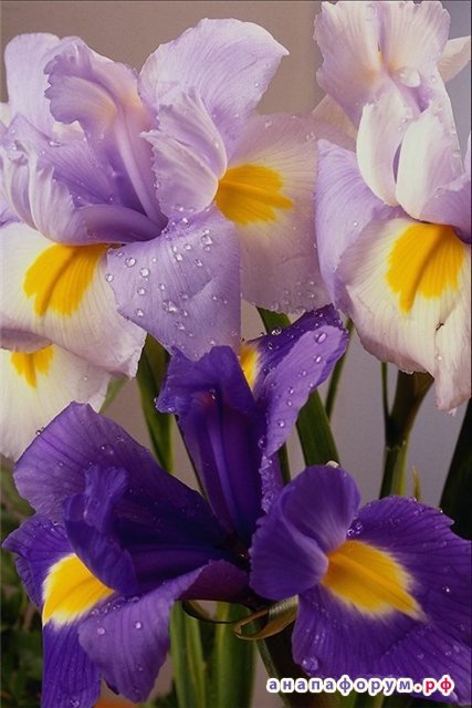 №680189 - оригинал