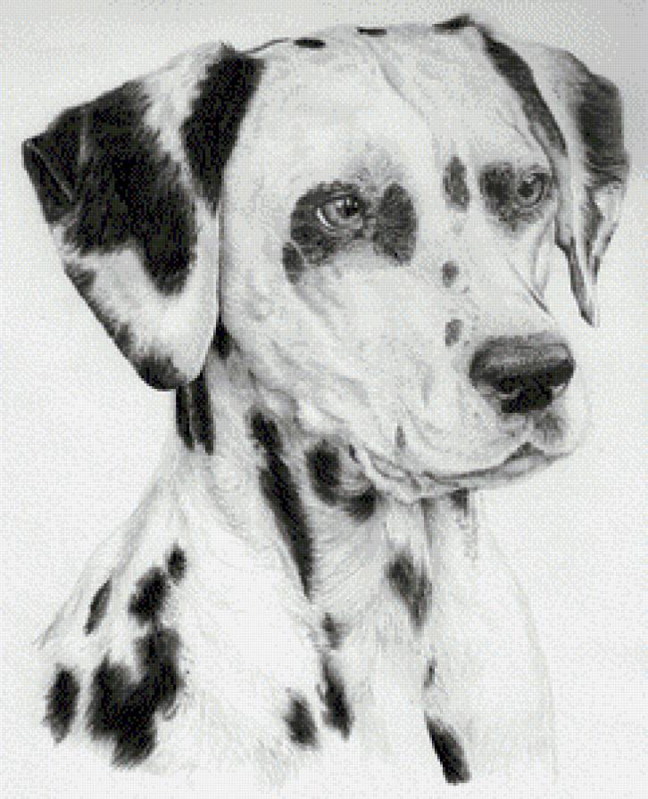 Долматинец - собаки, долматинец, картина, монохром - предпросмотр