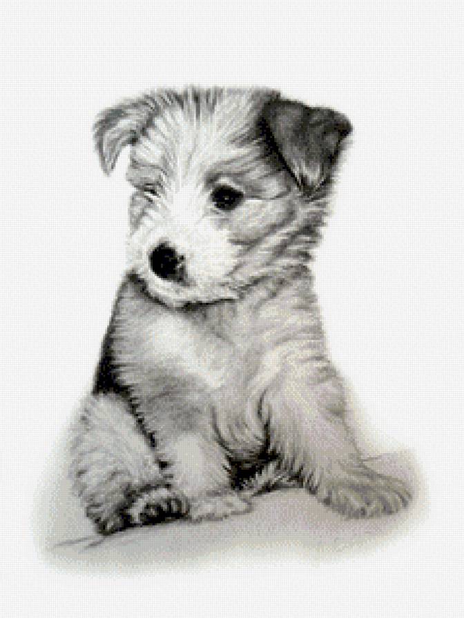 Щенок - щенок, монохром, картина - предпросмотр