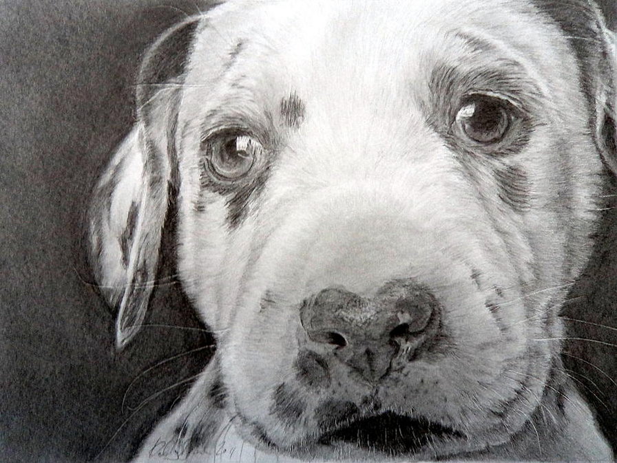 Щенок - монохром, долматинец, картина, щенок - оригинал