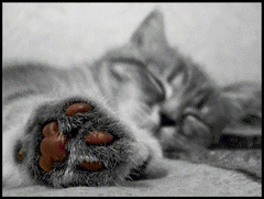 лапынька - лапа, лапка, кот, кошка, котенок - предпросмотр