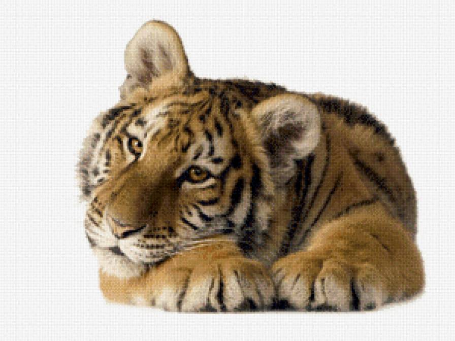 тигренок - животные, хищник - предпросмотр