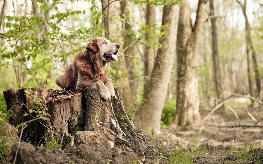Пес - пес, лес, природа - оригинал