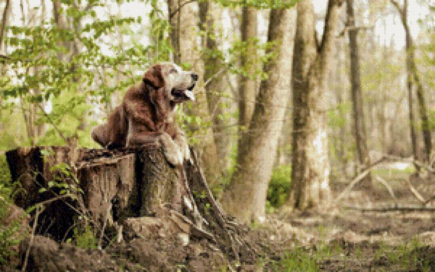 Пес - пес, лес, природа - предпросмотр