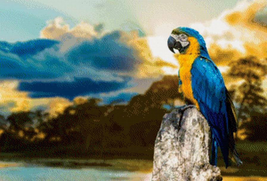 Попугай - попугай - предпросмотр