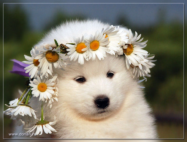 самоедик - щенки - оригинал