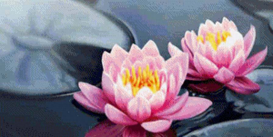 Лотосы - лотосы, картина - предпросмотр