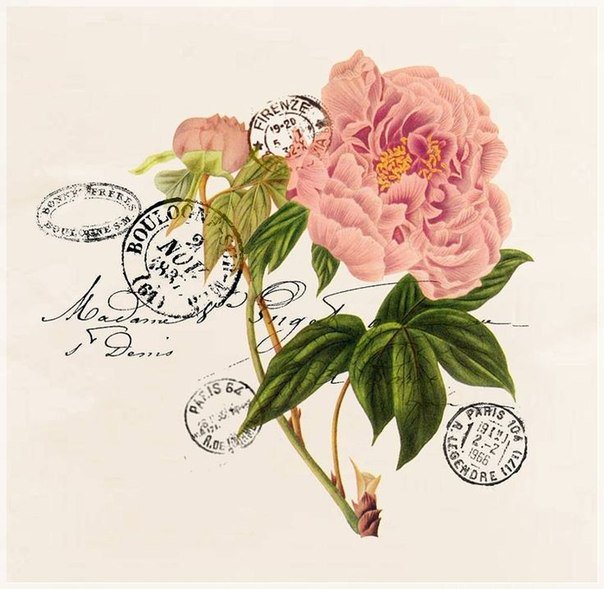 роза - роза, цветы - оригинал