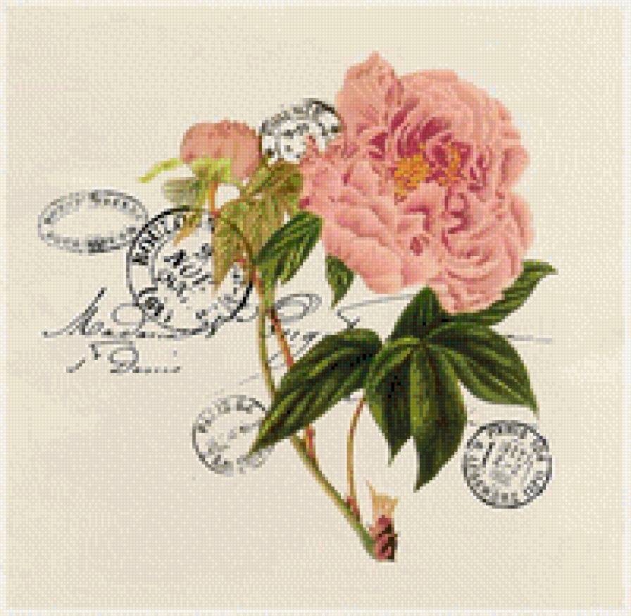 роза - роза, цветы - предпросмотр