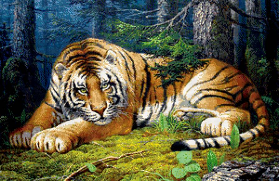 тигр - тигр - предпросмотр