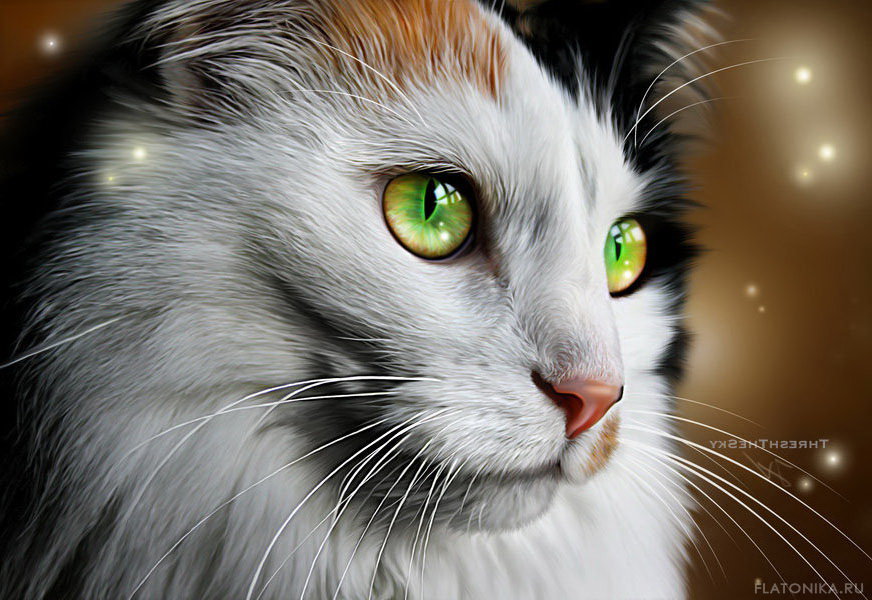 кошачий портрет - кот, портрет, котики, коты - оригинал