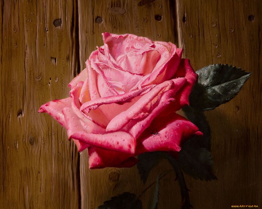 Роза - цветы, розы - оригинал