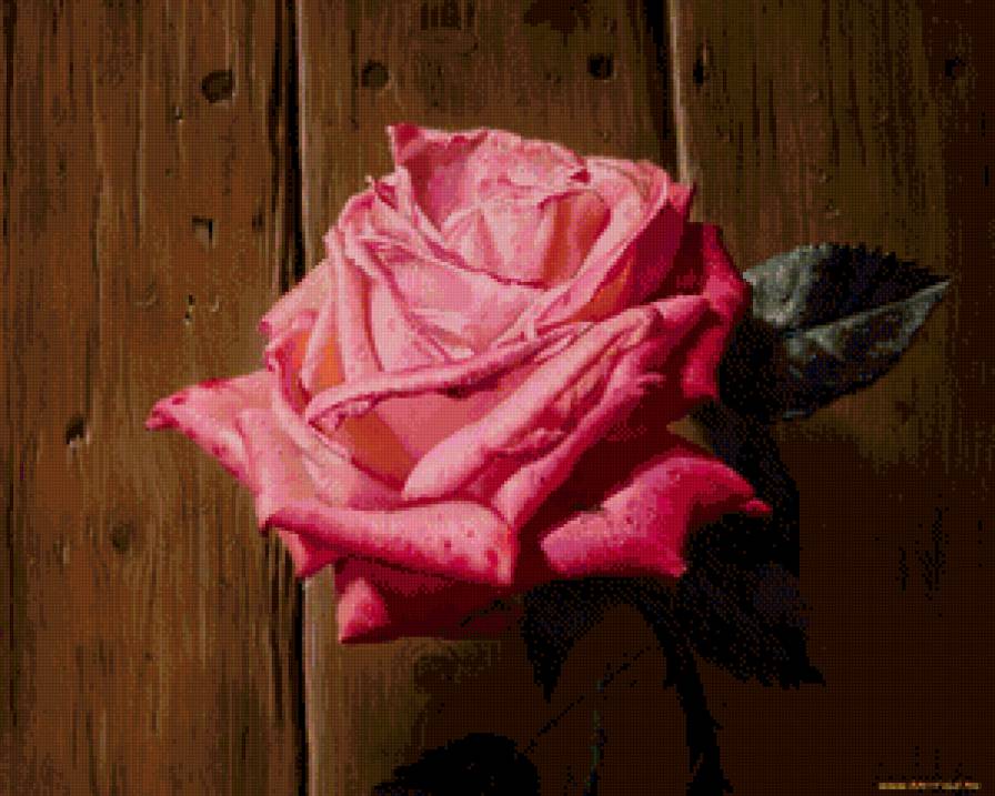 Роза - цветы, розы - предпросмотр