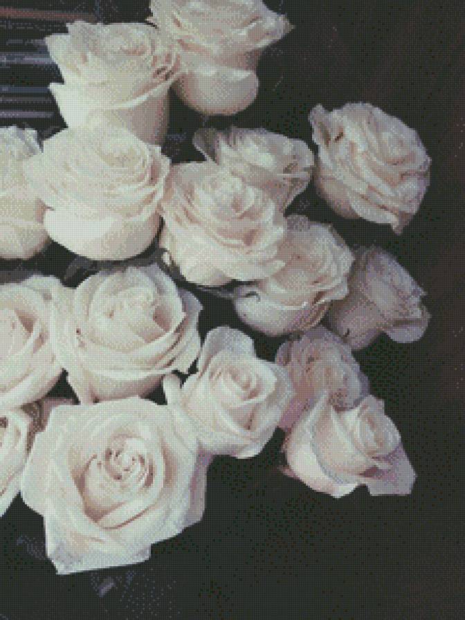 Розы - предпросмотр