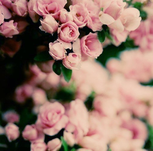 Цветы - оригинал