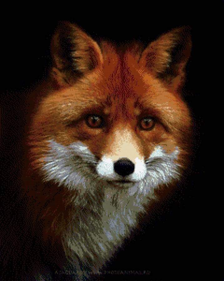 Лиса - предпросмотр