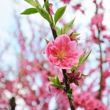 Схема вышивки «№682019»