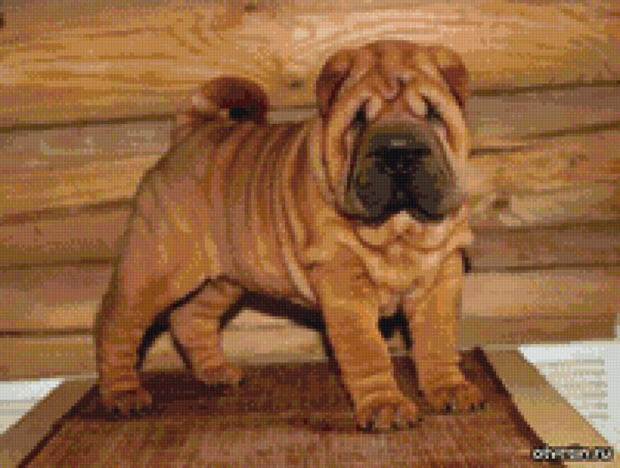 шарпей - предпросмотр