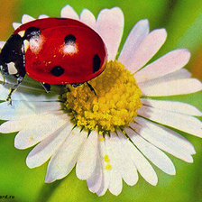 Схема вышивки «букашка на ромашке»
