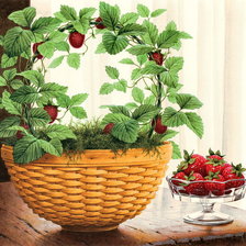 Схема вышивки «2459»