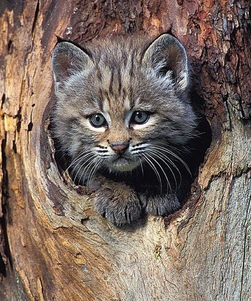 Котенок - лес, котенок, дерево, природа, кошки, животное - оригинал