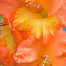 Схема вышивки «Цветы»