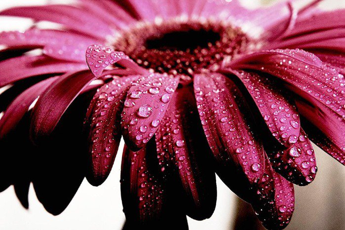 гербер - оригинал