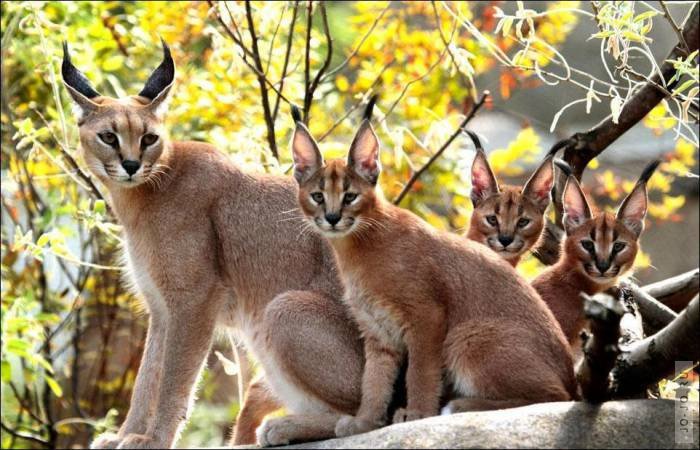 каракал - оригинал