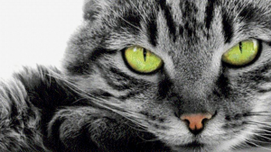 кот - предпросмотр