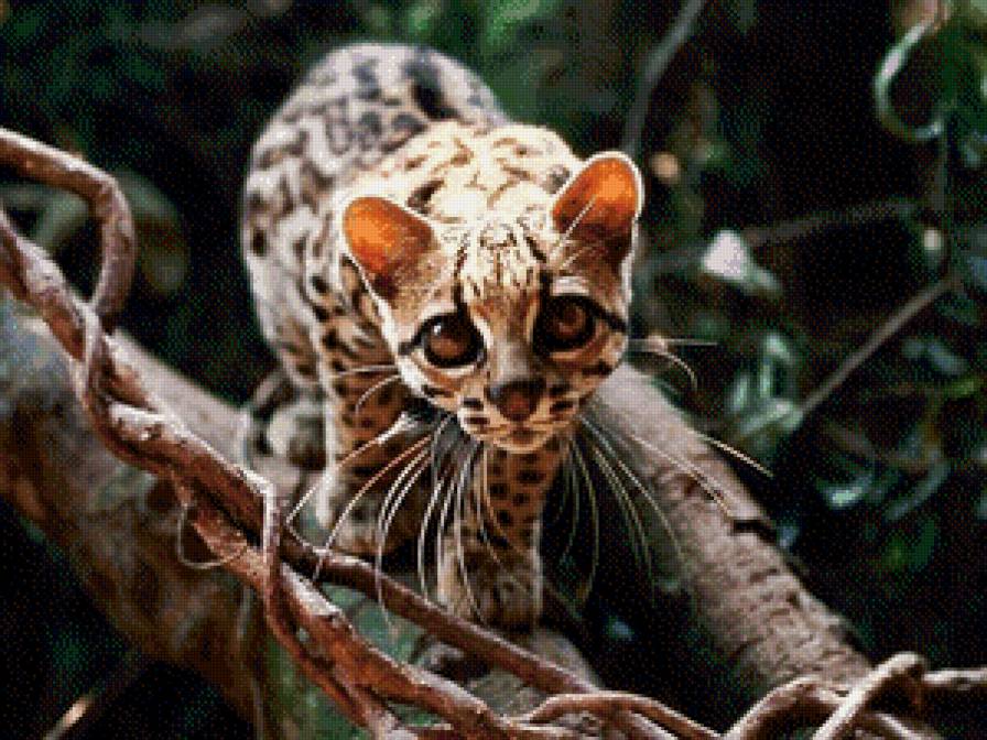 оцелот на ветке - предпросмотр