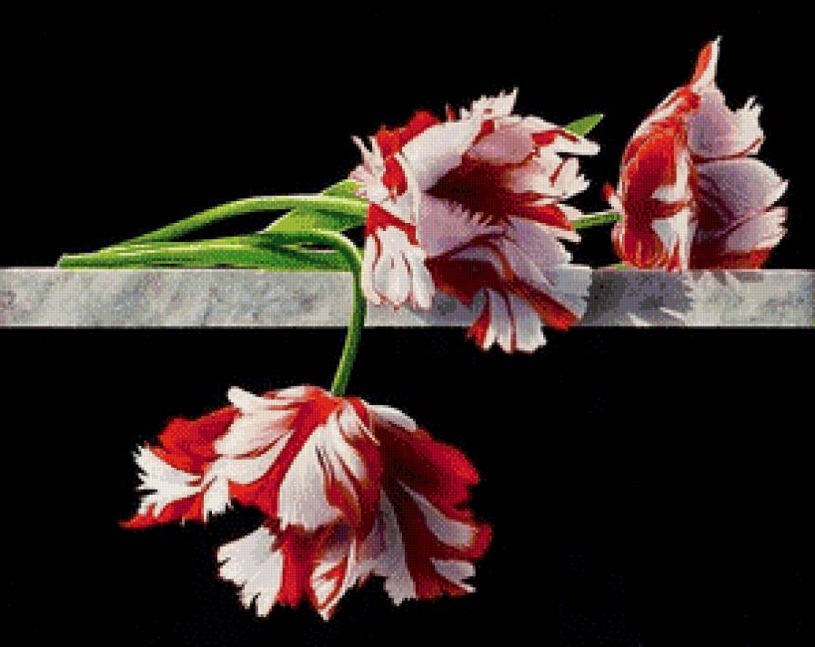 №682735 - цветы, на черном - предпросмотр