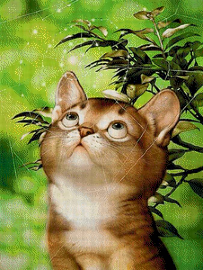 Наблюдатель - котята - предпросмотр