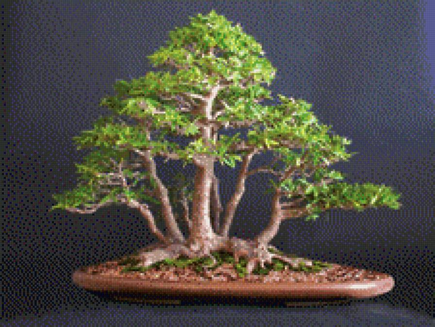 Бонсаи - предпросмотр