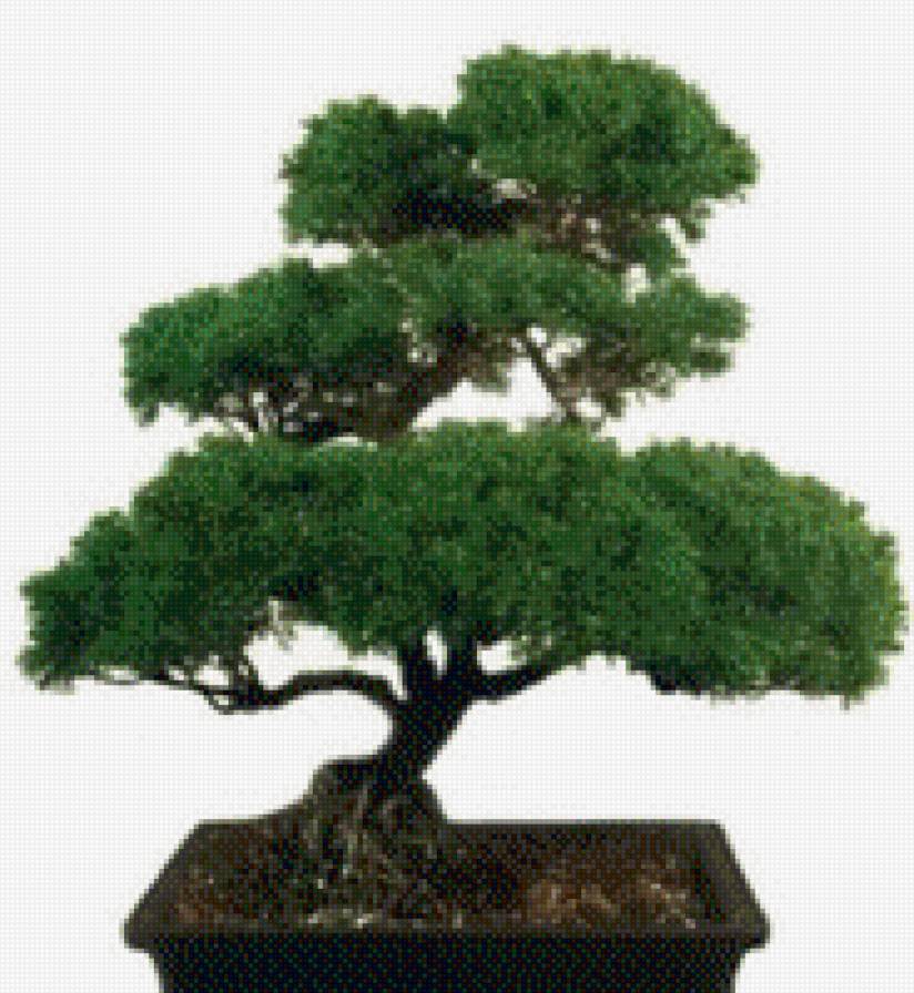 Бонсаи - предпросмотр