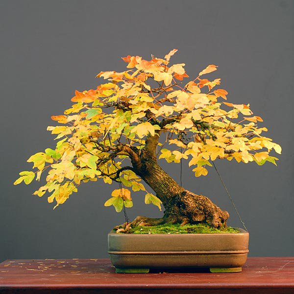 Бонсаи - оригинал