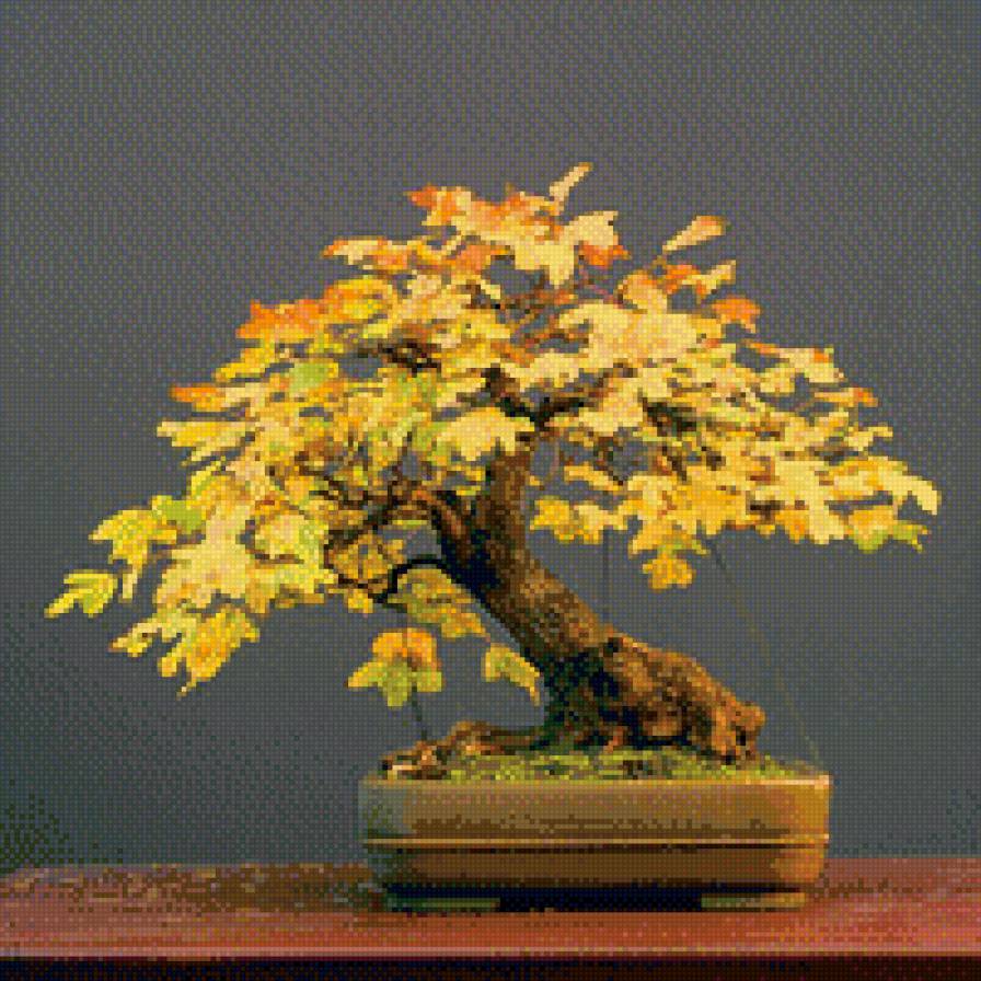 Бонсаи - предпросмотр