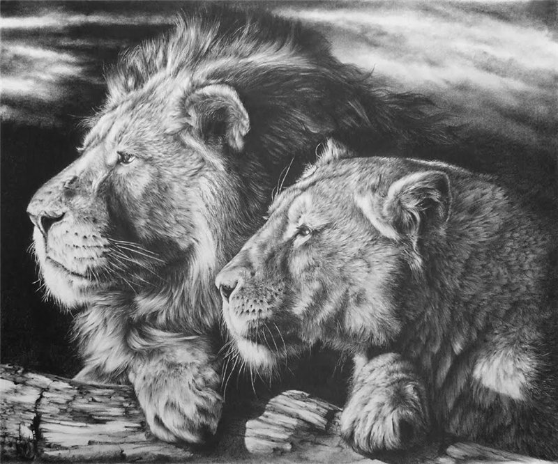 №682938 - животные, львы - оригинал