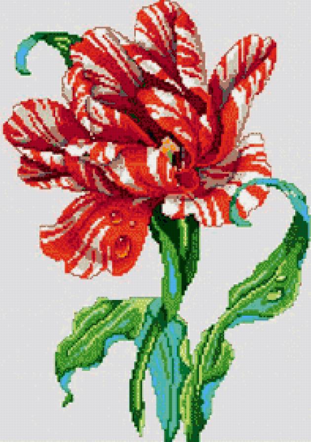 тигровый тюльпан - пано, цветы - предпросмотр