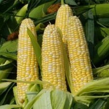 Оригинал схемы вышивки «кукуруза» (№683484)