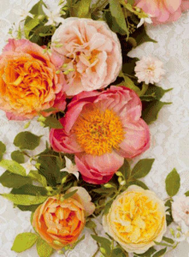 шиповник - цветут, кружево, цветы, оранжевый, шиповник - предпросмотр